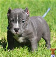 american pit bull puppy posted by Exotic Bully